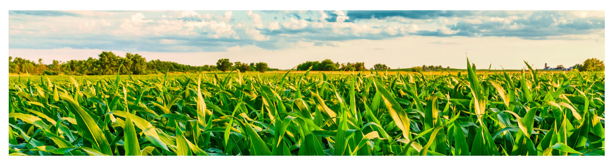 Personalization_Images_Corn_Field