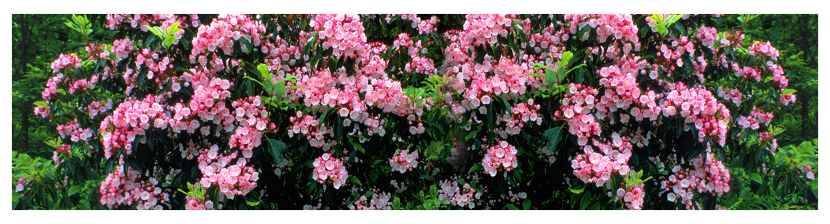 Personalization_Images_Pink_Dogwood