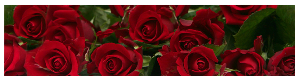 Personalization_Images_Red_Roses