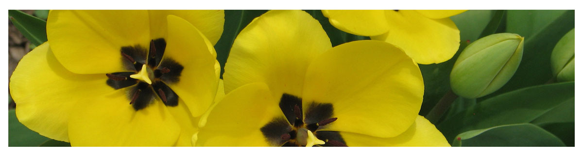 Personalization_Images_Yellow_Tulips